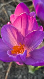 #grünegrasberg
#jedezählt 
#gemeinsamfürgrasberg 
#duwirkst
🌱