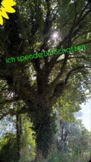 „Natur und Lebensgrundlagen schätzen und schützen“, heißt für uns auch, den Wert alter Bäume in unserer Gemeinde zu kennen. 
Unsere Natur und alte Bäume sind wertvoll und leisten bedingungslos unbezahlbares. 
Sie verdienen unsere Aufmerksamkeit und Schutz. 

Wir wünschen Euch in diesen Herausfordernden Zeiten ein erholsames Wochenende…
….vielleicht sogar im Schatten eines alten Baumes 🌻

#machsgrün 
#gemeinsam für Grasberg
#grasberg 
#natur
#grünegrasberg