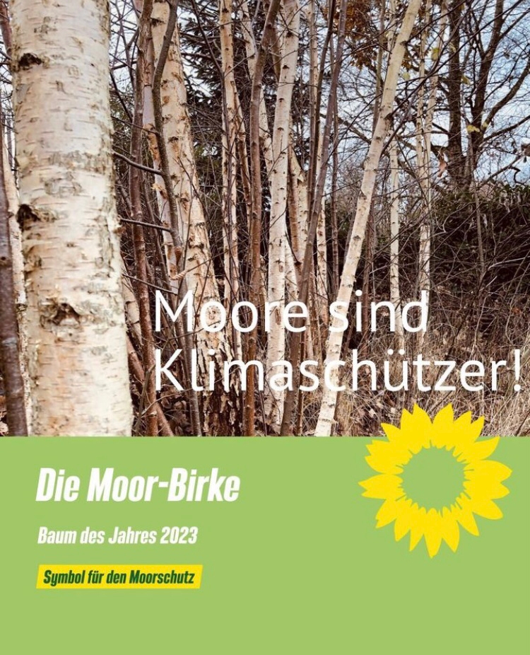 Die Moor-Birke