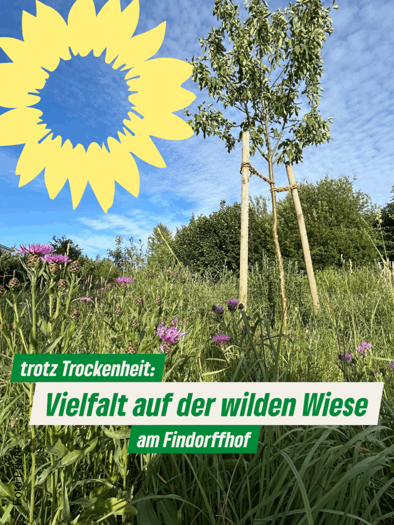 eine die es gerade nicht leicht hat, aber  sich anpasst: die „wilde“ Blüh- und Streuobstwiese am Findorffhof